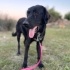 Orman beslemesinde yanlarına gelmiş Flat Coated Retriever, çipi yok, çok uysal🥹 fotoğraf