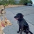Orman beslemesinde yanlarına gelmiş Flat Coated Retriever, çipi yok, çok uysal🥹 fotoğraf