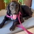 Orman beslemesinde yanlarına gelmiş Flat Coated Retriever, çipi yok, çok uysal🥹 fotoğraf
