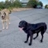 Orman beslemesinde yanlarına gelmiş Flat Coated Retriever, çipi yok, çok uysal🥹 fotoğraf