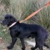 Orman beslemesinde yanlarına gelmiş Flat Coated Retriever, çipi yok, çok uysal🥹 fotoğraf