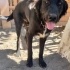 Orman beslemesinde yanlarına gelmiş Flat Coated Retriever, çipi yok, çok uysal🥹 fotoğraf