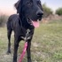Orman beslemesinde yanlarına gelmiş Flat Coated Retriever, çipi yok, çok uysal🥹 fotoğraf