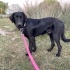 Orman beslemesinde yanlarına gelmiş Flat Coated Retriever, çipi yok, çok uysal🥹 fotoğraf