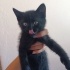 Panter yuva arıyor fotoğraf