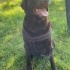 CHOCOLATE LABRADOR UCRETSIZ KALICI YUVA ARANIYOR fotoğraf