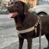 CHOCOLATE LABRADOR UCRETSIZ KALICI YUVA ARANIYOR fotoğraf