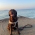 CHOCOLATE LABRADOR UCRETSIZ KALICI YUVA ARANIYOR fotoğraf