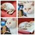 ACİL SAHİPLENDİRME: BRITISH SHORTHAIR ERKEK YAVURUMUZA YUVA ARIYORUZ!