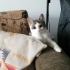 NAZLI- 4 AYLIK ERKEK YAVRU, KISIR VE AŞILARI TAM fotoğraf
