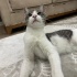Tatlı, Aşıları tam, Kısır bir kedi fotoğraf