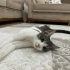 Tatlı, Aşıları tam, Kısır bir kedi fotoğraf