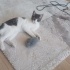 Tatlı, Aşıları tam, Kısır bir kedi fotoğraf