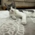 Tatlı, Aşıları tam, Kısır bir kedi fotoğraf