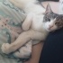 Tatlı, Aşıları tam, Kısır bir kedi fotoğraf