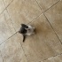 1.5 aylık yavru kediler fotoğraf