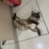 Kedimizi Ücretsiz Sahiplendiriyoruz fotoğraf
