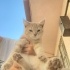 3-4 aylık dişi, pofuduk, sarman bebeğe yuva arıyoruz. fotoğraf