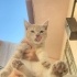 3-4 aylık dişi, pofuduk, sarman bebeğe yuva arıyoruz. fotoğraf