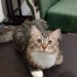 Minik yavrumuza acil sahiplendirme fotoğraf