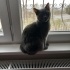 Duman Yeni Yuvasını arıyor fotoğraf