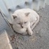 erkek kedi sahiplendirme fotoğraf