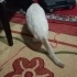 erkek kedi sahiplendirme fotoğraf