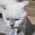 erkek kedi sahiplendirme fotoğraf