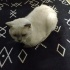 erkek kedi sahiplendirme fotoğraf