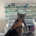 DÜNYA TATLISI YAVRU KEDİLERE YUVA fotoğraf