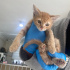 DÜNYA TATLISI YAVRU KEDİLERE YUVA fotoğraf