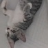 Oyun oynamayı çok sever insan canlısı bir kedi fotoğraf