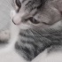 Oyun oynamayı çok sever insan canlısı bir kedi fotoğraf