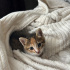 DÜNYALAR GÜZELİ 3 BEBİŞ fotoğraf