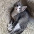 Acil yuva aranıyor fotoğraf