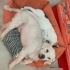 Terrier cocugumuz Prens yuva arıyor fotoğraf