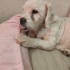Terrier cocugumuz Prens yuva arıyor fotoğraf