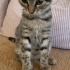 Bastet için ömürlük yuva arıyoruz fotoğraf