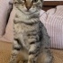 Bastet için ömürlük yuva arıyoruz fotoğraf