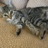 Bastet için ömürlük yuva arıyoruz fotoğraf