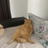 Ponçik yuvasını arıyorrr fotoğraf