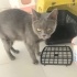 Ücretsiz sahiplenme British kedi fotoğraf