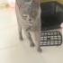 Ücretsiz sahiplenme British kedi fotoğraf