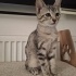 Motordan çıkan yavru yuva arıyor / sağlıklı, kum ve mama biliyor fotoğraf