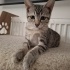 Motordan çıkan yavru yuva arıyor / sağlıklı, kum ve mama biliyor fotoğraf