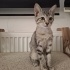 Motordan çıkan yavru yuva arıyor / sağlıklı, kum ve mama biliyor fotoğraf