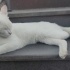 VAN KEDİSİ ACİL YUVALANDIRMA ÇOK UYSAL SEVDİRİYOR KUCAK DELİSİ fotoğraf