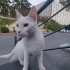 VAN KEDİSİ ACİL YUVALANDIRMA ÇOK UYSAL SEVDİRİYOR KUCAK DELİSİ fotoğraf