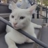 VAN KEDİSİ ACİL YUVALANDIRMA ÇOK UYSAL SEVDİRİYOR KUCAK DELİSİ fotoğraf