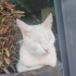 VAN KEDİSİ ACİL YUVALANDIRMA ÇOK UYSAL SEVDİRİYOR KUCAK DELİSİ fotoğraf
